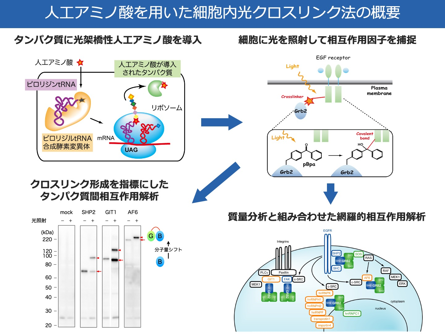 人工アミノ酸をタンパク質に導入することによる新規技術の開発